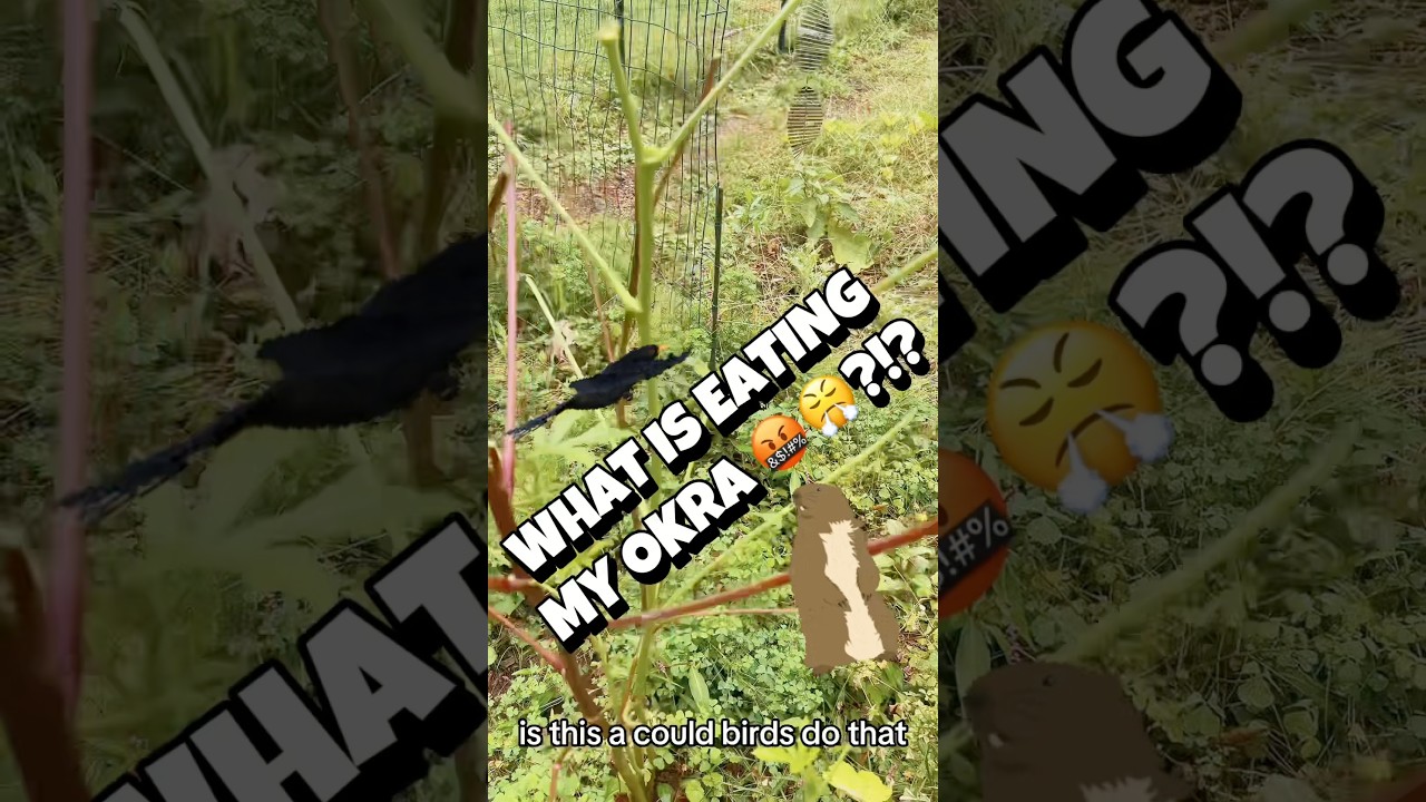 WHAT IS EATING MY OKRA PLANT!? groundhogs? Deer? Birds? #homesteading #Garden #growingfood