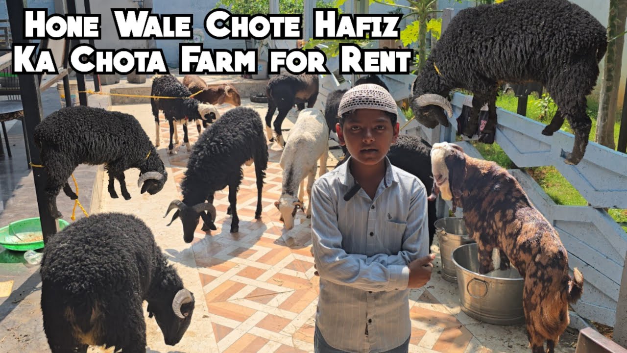 Pure Quality Karnataka Heavyweight Sheep & Goat Farm For Rent in Jalpally | Hyderabad | Gujri #goat 