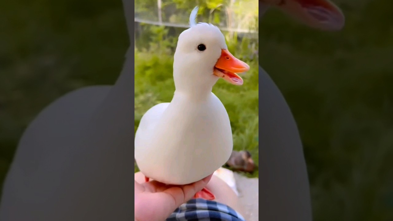 Quack Quack Duck 🤍 #shorts #duck #viral
