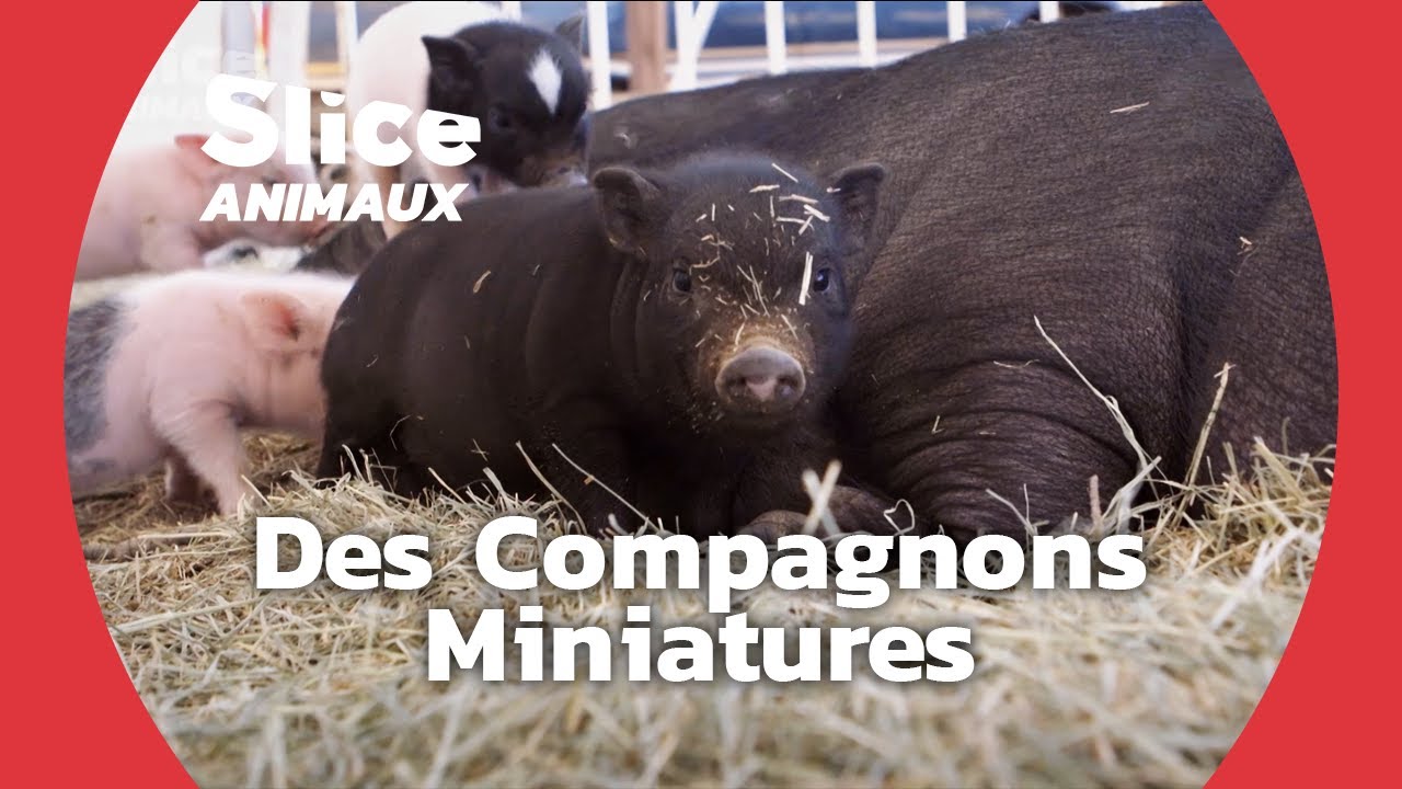 L’irrésistible Charme des Cochons Nains | SLICE ANIMAUX