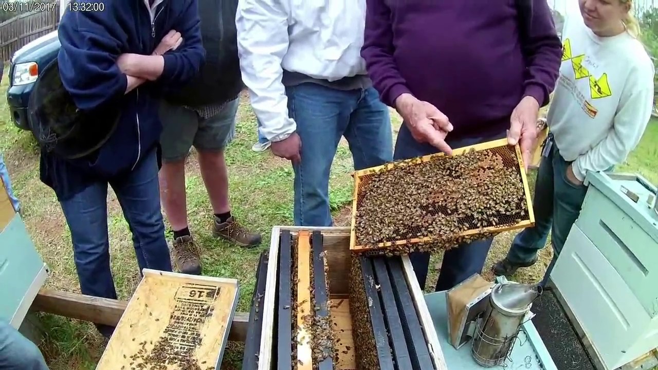 A Day in the Bee Yard with Fat Bee Man