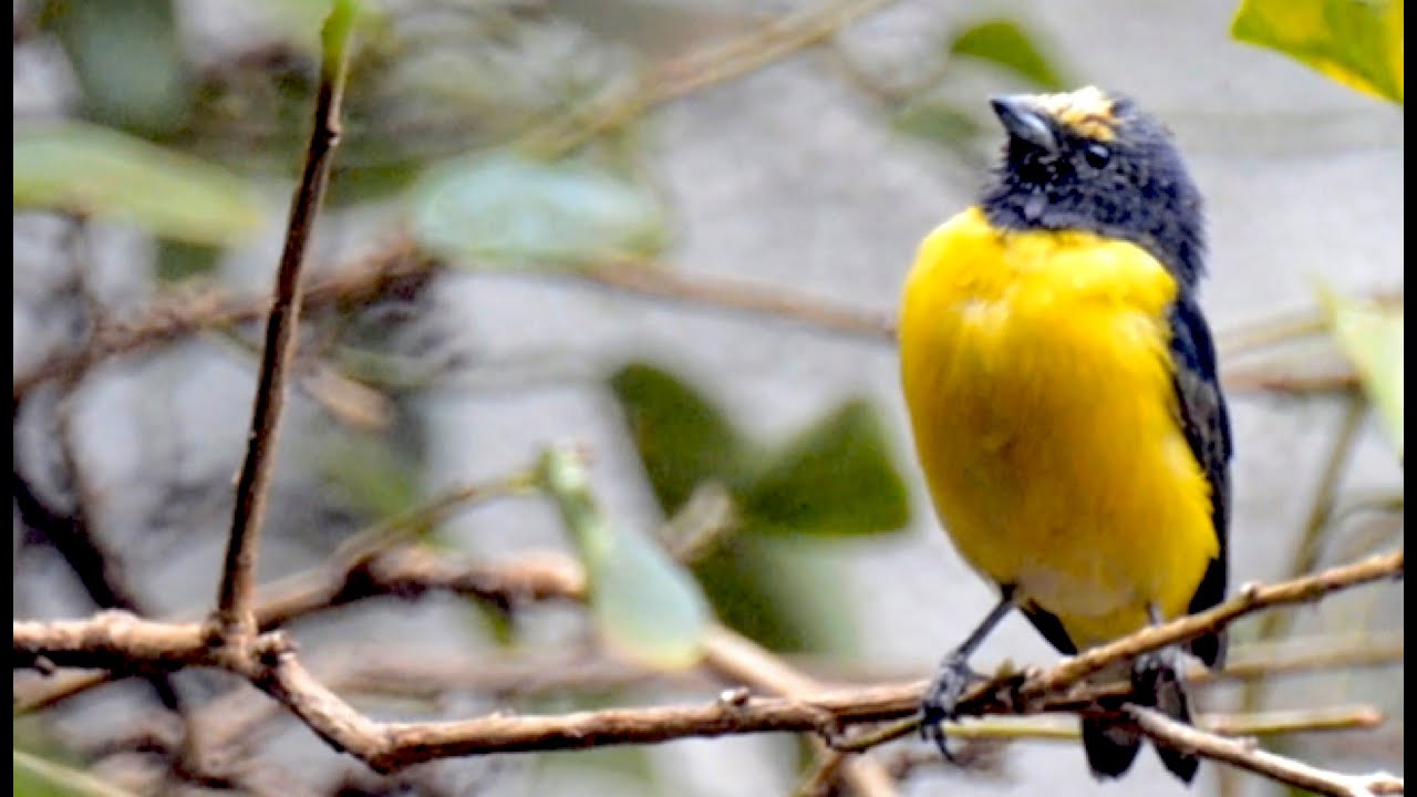 Pássaro Fim Fim filhote. Euphonia chlorotica chick.