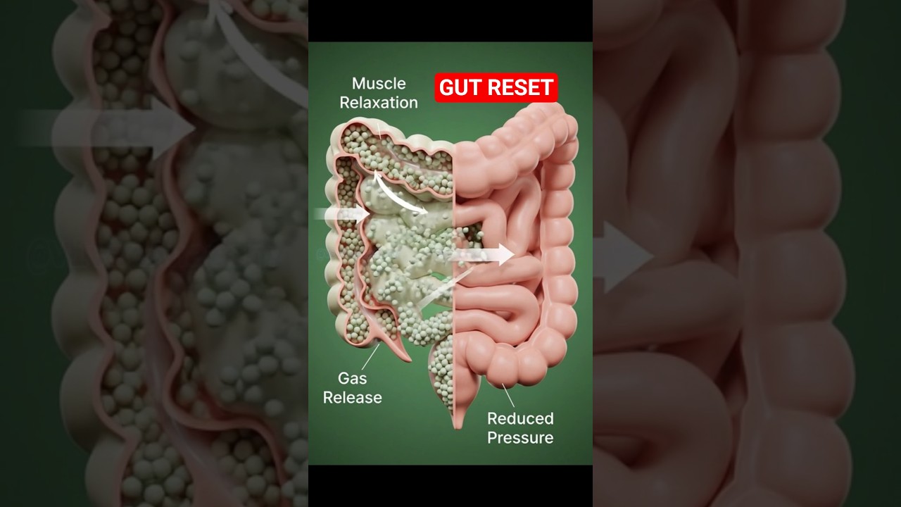 Ginger - Gut Reset #ginger #medicalanimation