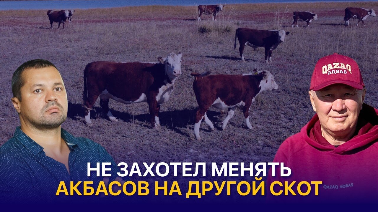 Казахская белоголовая — беспроблемный скот для севера Казахстана | КХ Кайрат