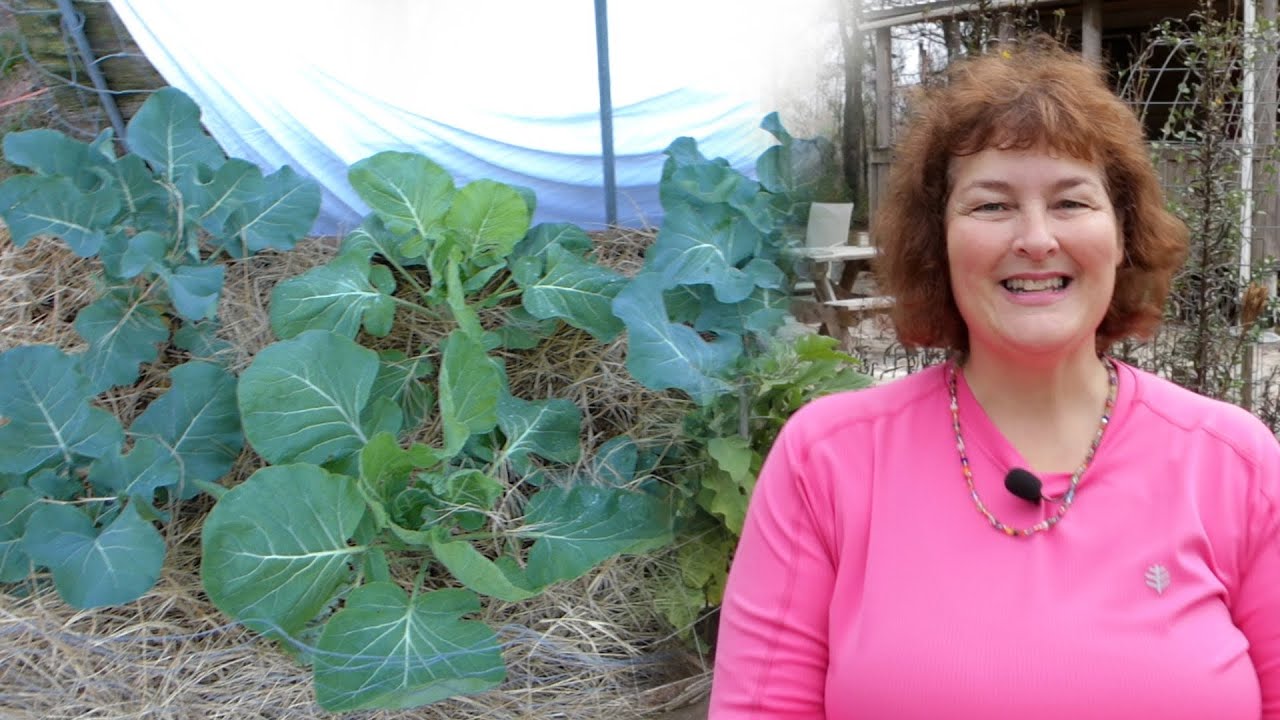 Growing Vegetables in Winter: Brussel Sprouts & Broccoli