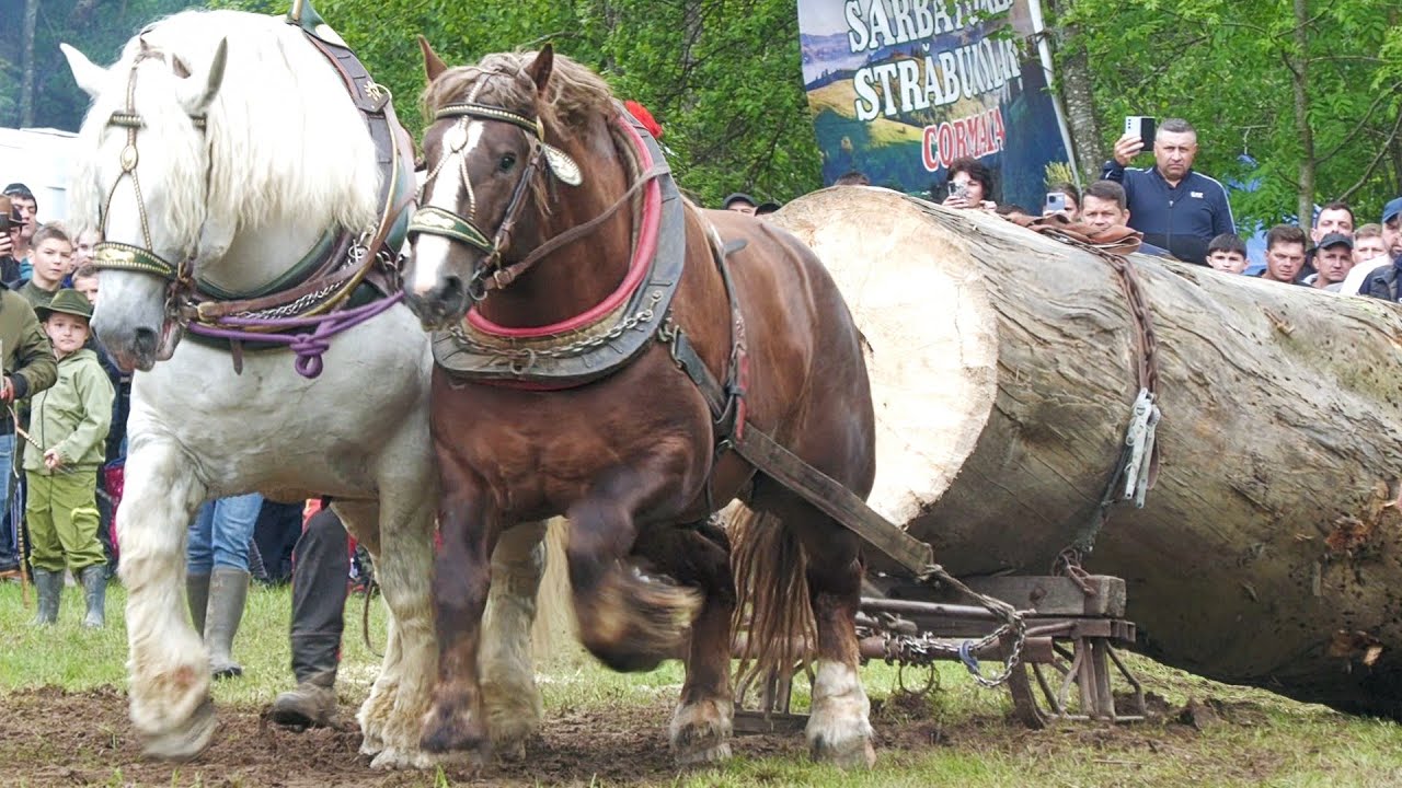 Ultima proba de tracțiune a Armăsarului campion Falko Locul 1 la Cormaia-Bistrița Năsăud 25 Mai 2025