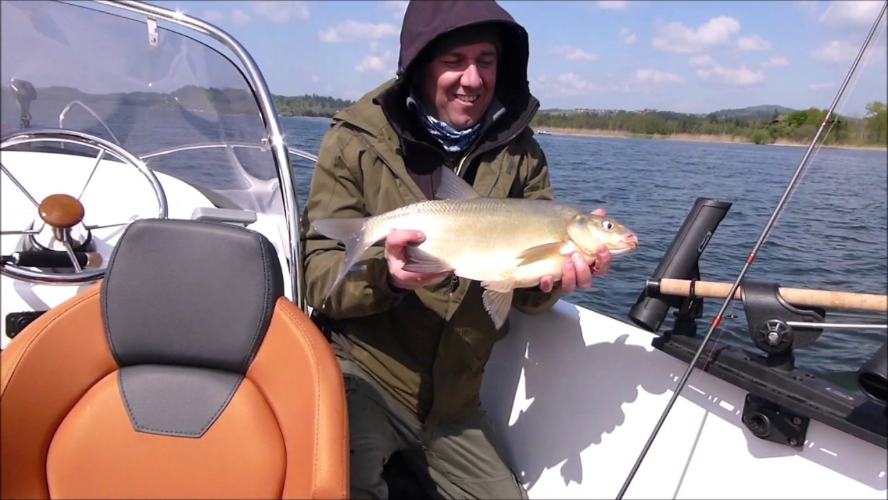 Brachse auf Gummifisch #fishing ##spinnfischen 