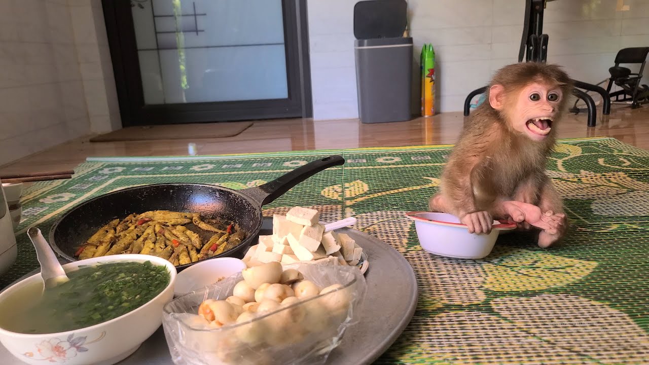 Monkey David has a strange expression while eating with his family.