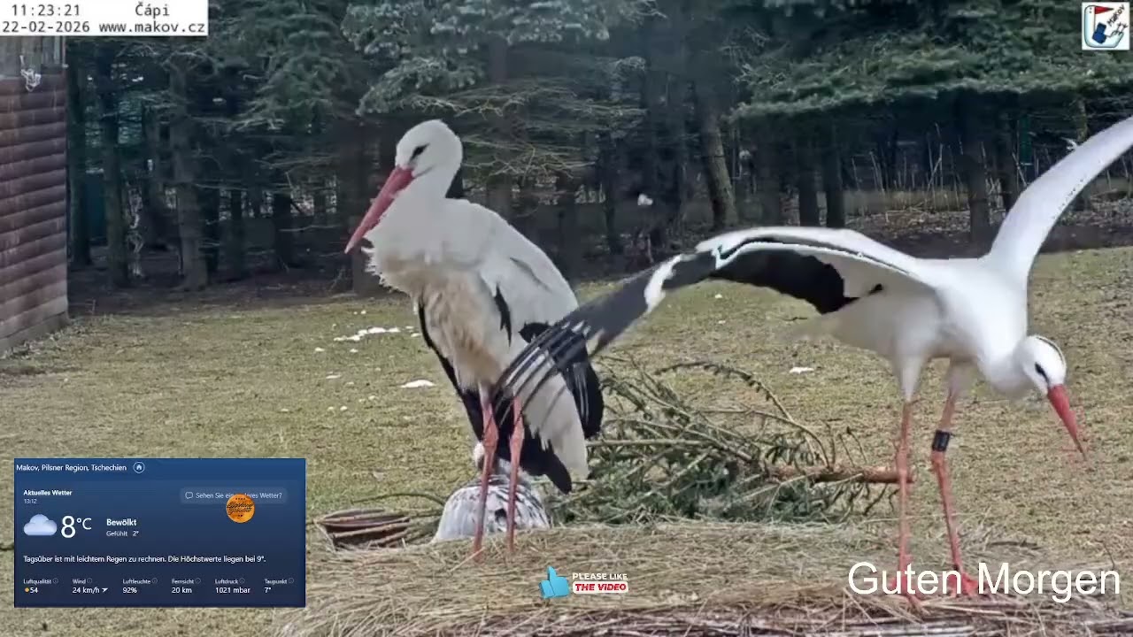 2026 02 22 Tierrettungsstation MAKOV, 😀Kranich, Storch🐥🐥🐥Food, Reh, Muffi, Reiher und Otter🐠🐠🐠Food😀