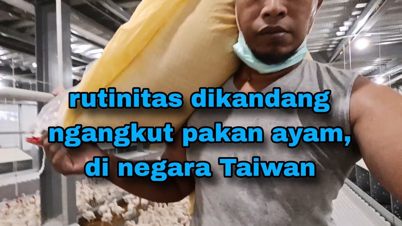 Rutinitas dikandang ayam petelur di negara Taiwan ngangkut pakan ayam