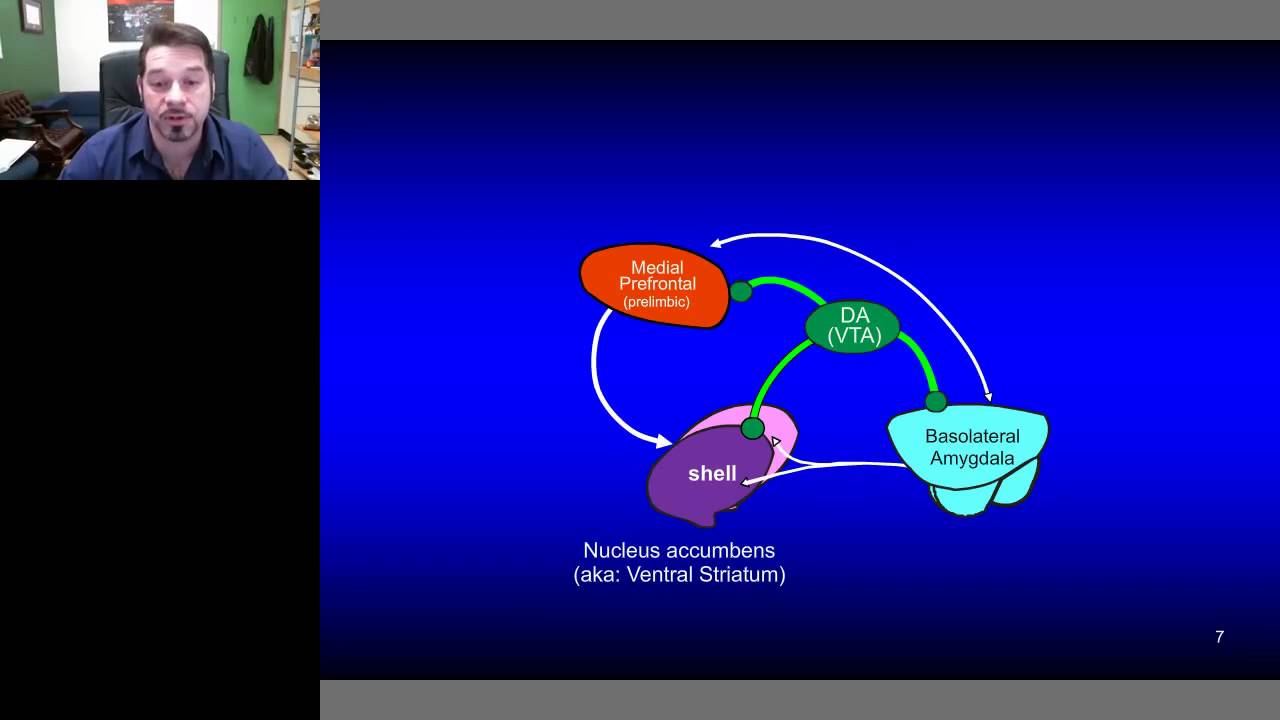 Stan Floresco-Uncertainty, choice and dopamine