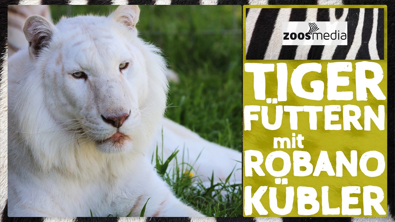 Melodys Kinderparadies: TIGER & Positives Appetenzverhalten | zoos.media
