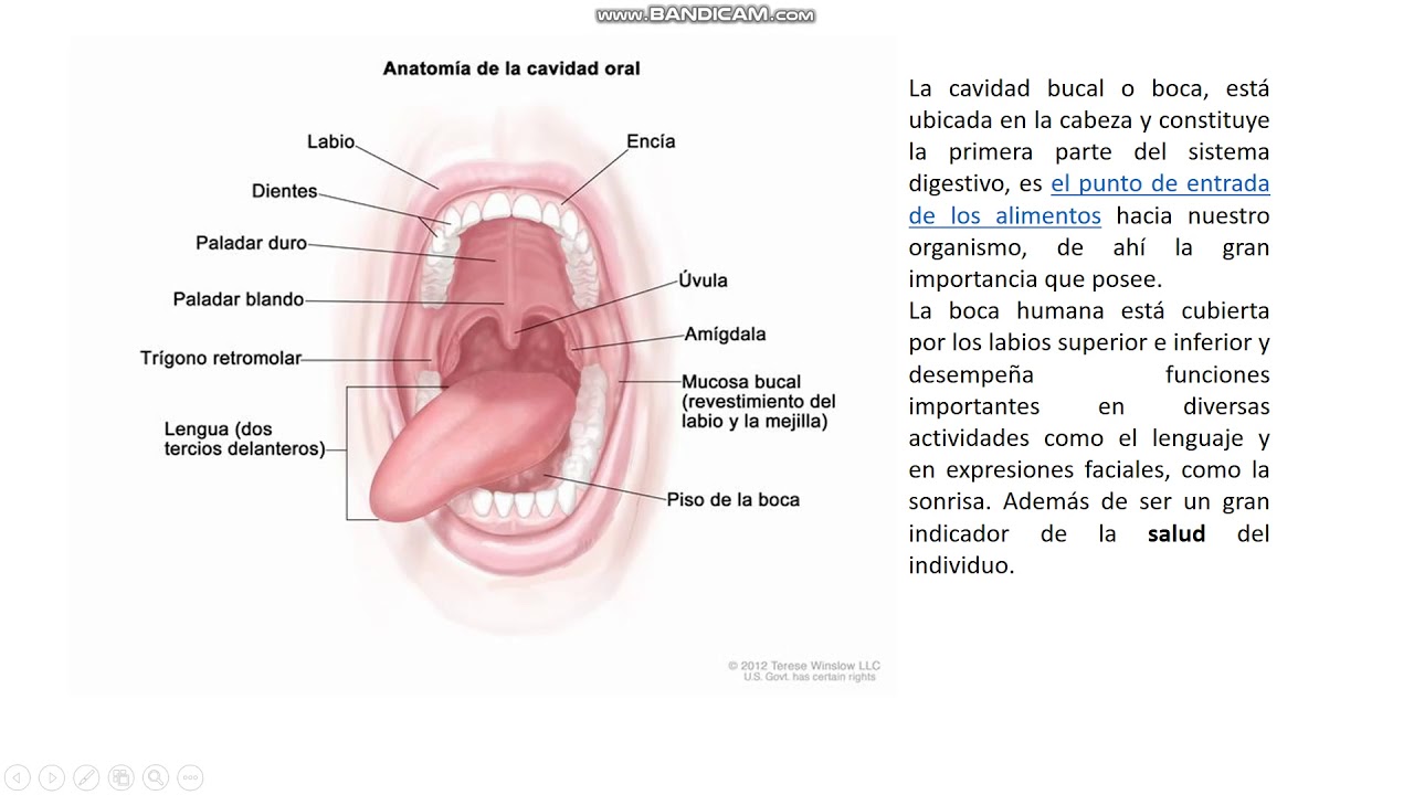 Presentaci&oacute;n cavidad Oral