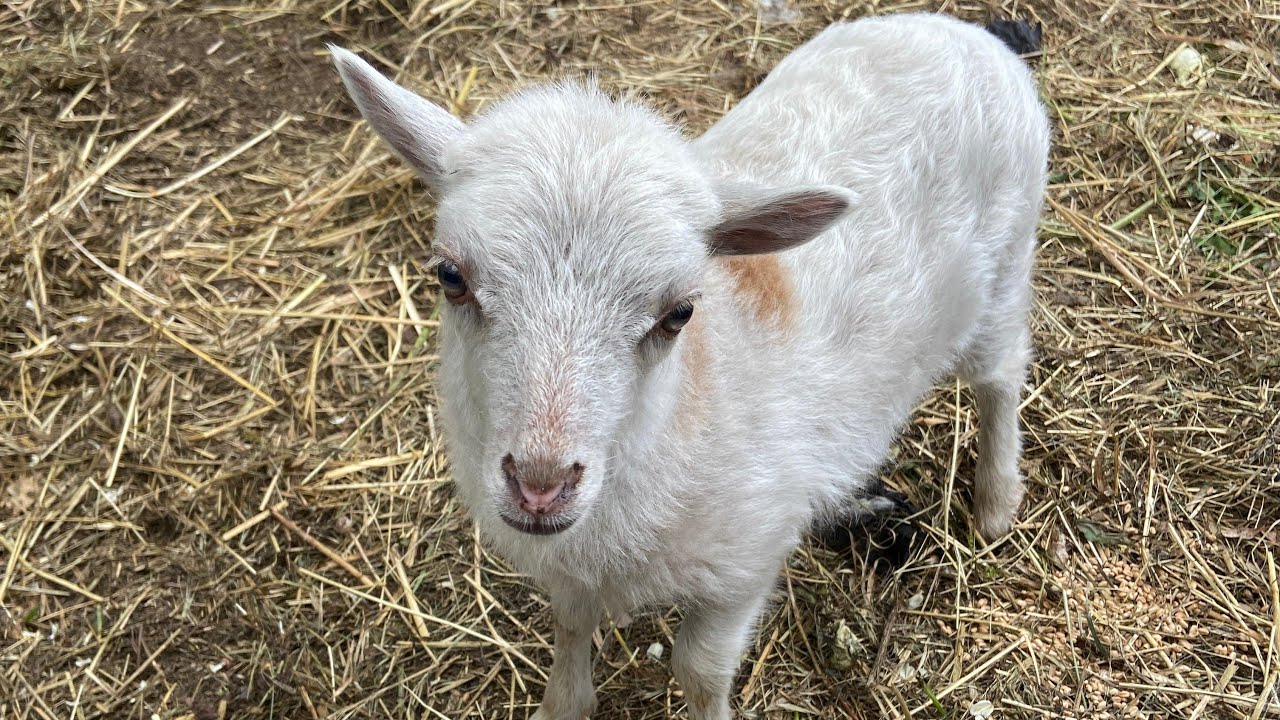 Schafschur 31.05.2025 🐏🧶🤩