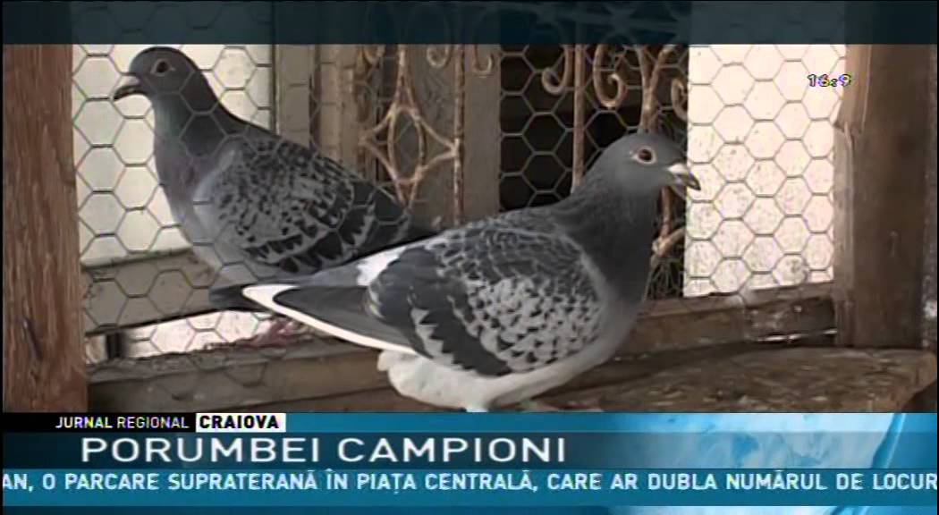 PORUMBEI CAMPIONI