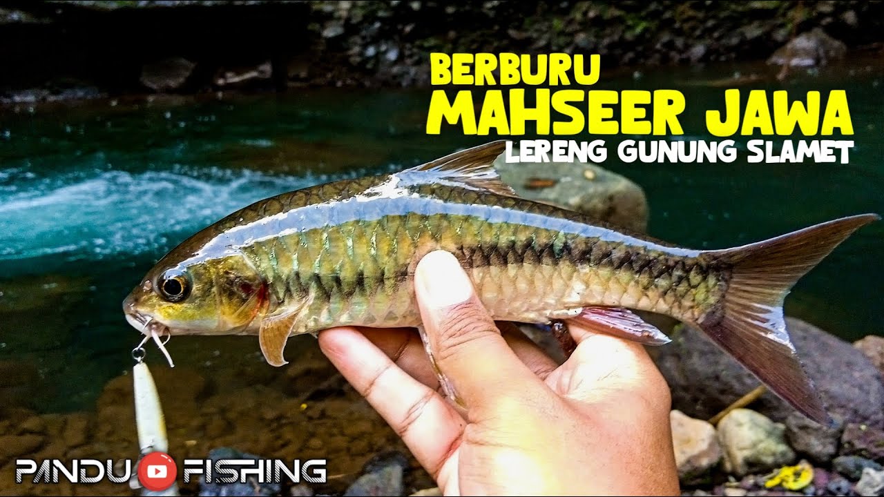 CASTING IKAN MAHSEER JAWA DI LERENG GUNUNG SLAMET PURBALINGGA