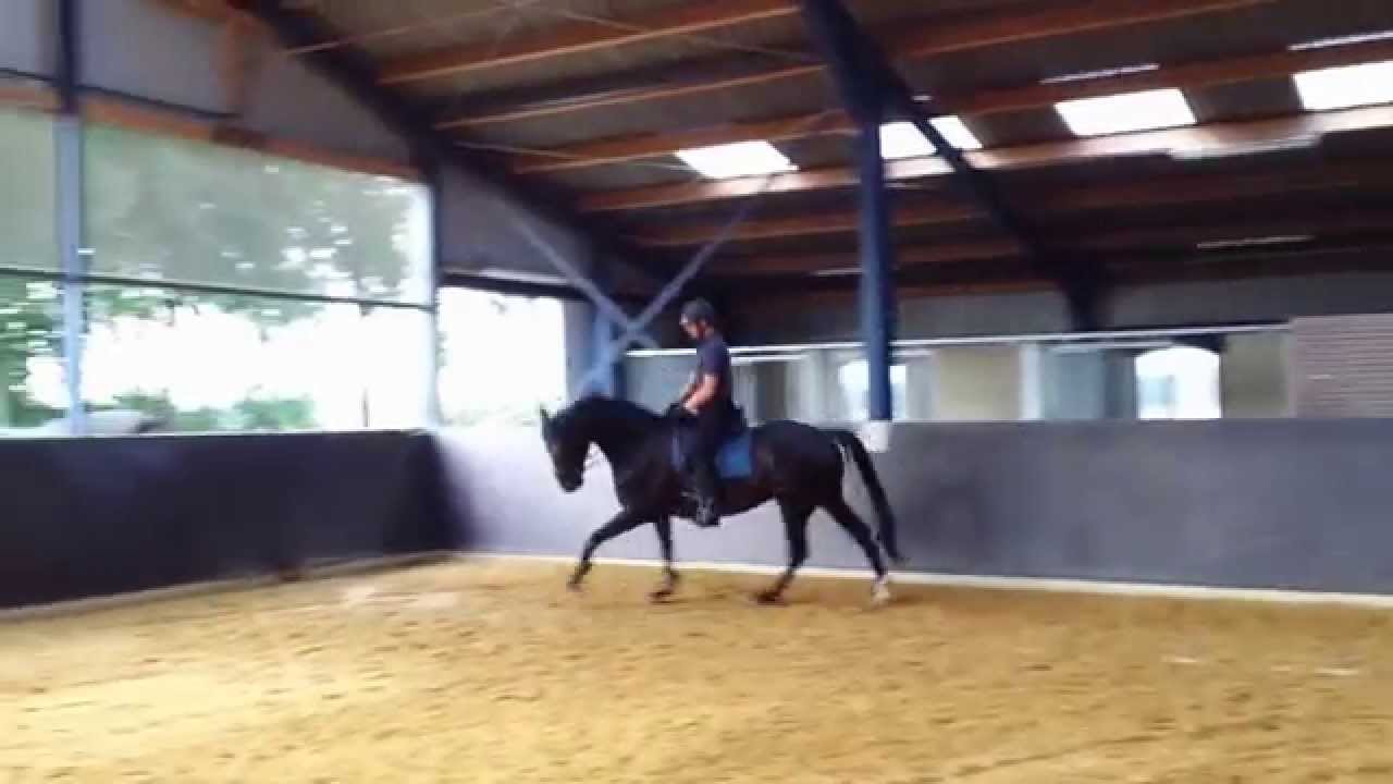 Conamore in galop na de vakantie