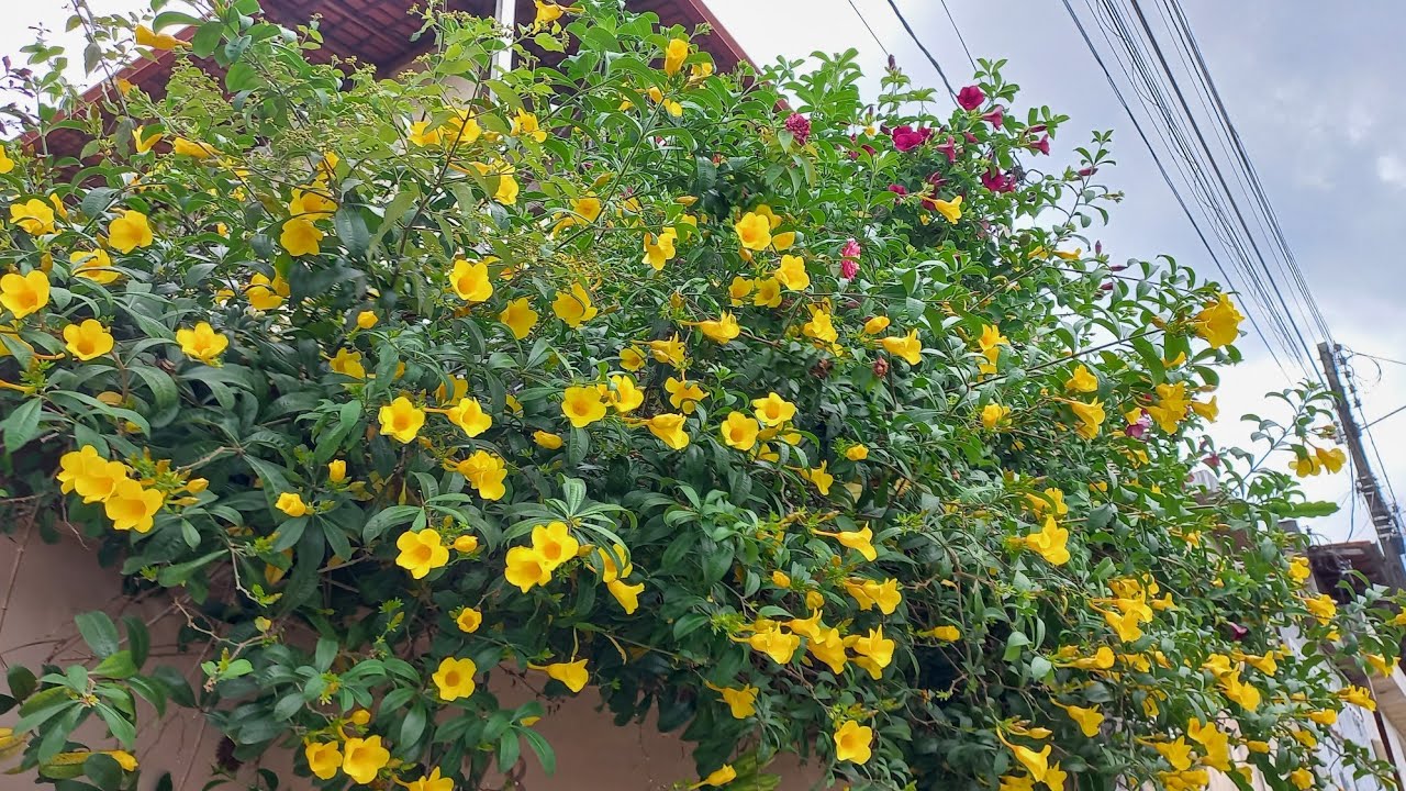 Mostrando muitas plantas e flores no jardim  