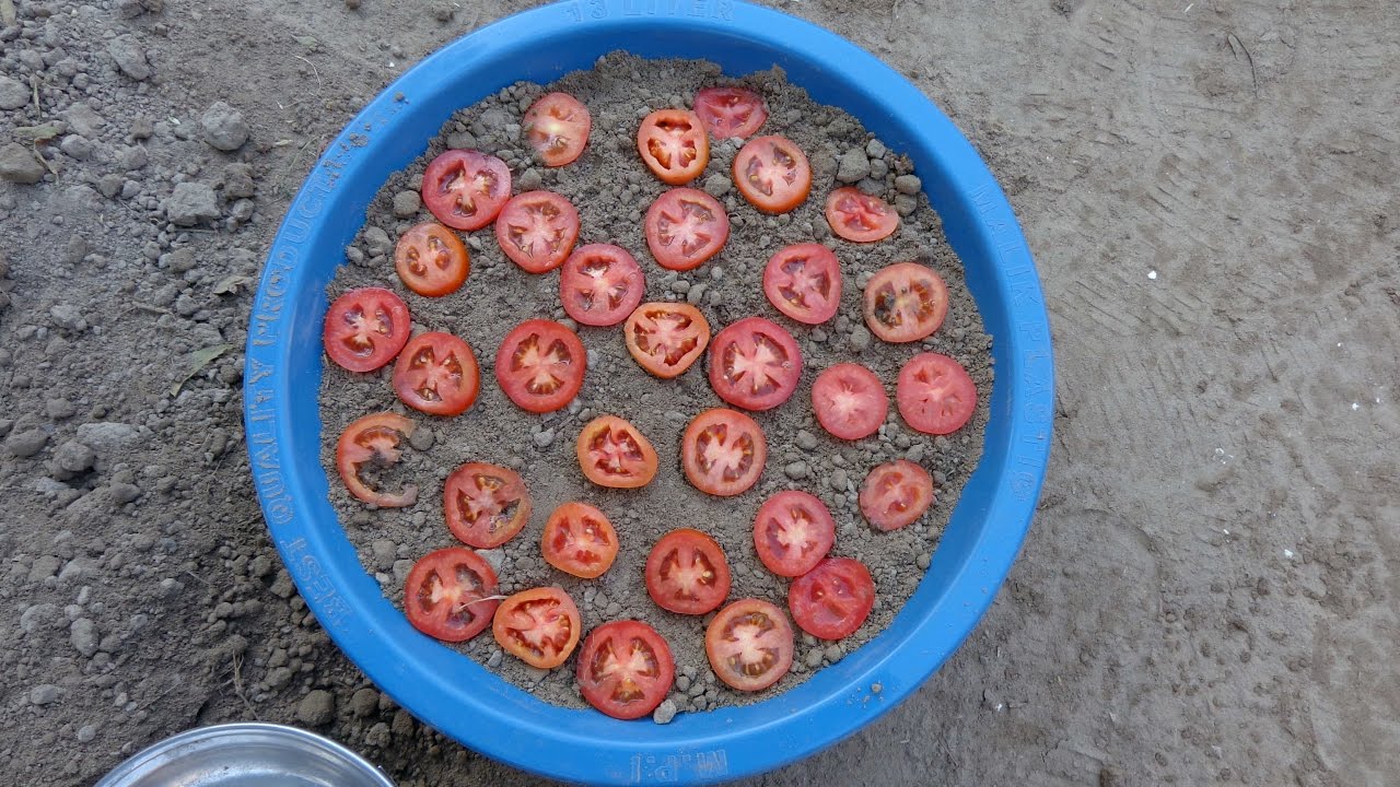 how to grow tomatoes from seeds from fresh tomatoes step1