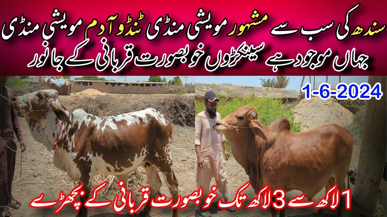 Tando Adam Mandi Cattle Rates Update | 1-June-2024 || Cow Mandi 2024