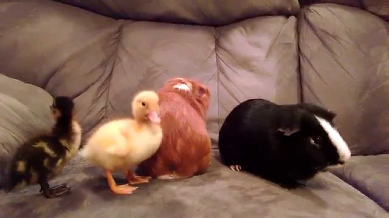 GUINEA PIGS MEET DUCKLINGS
