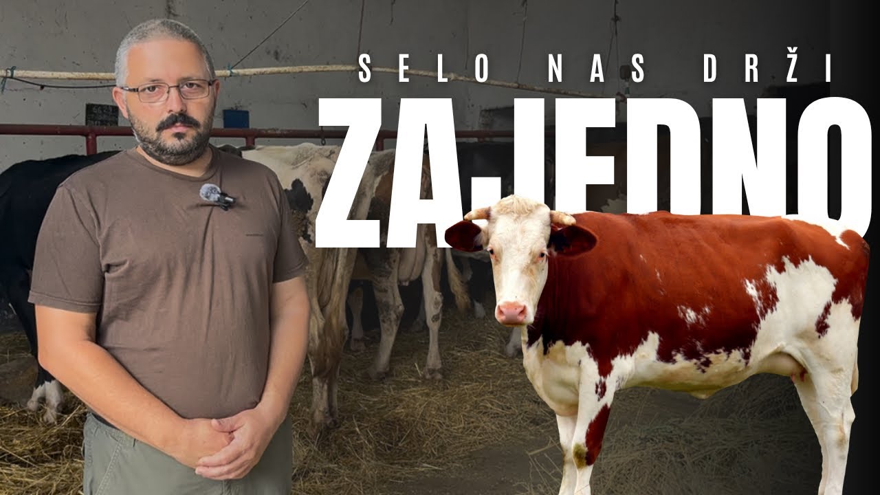 Na kravljem mleku odrasle 4 generacije: Porodica Piperski ostaje u Sakulama | Poljoprivrednik