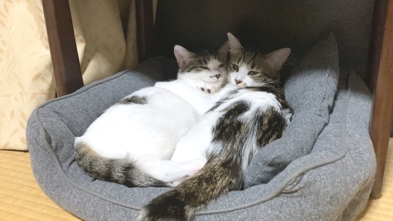 人間の背中は最高のベッド｜甘えん坊な姉妹子猫の癒し時間
