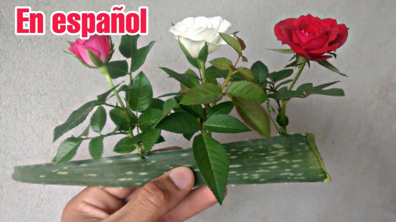 Poner ramas de ROSAS en el aloe vera y ver que increíble