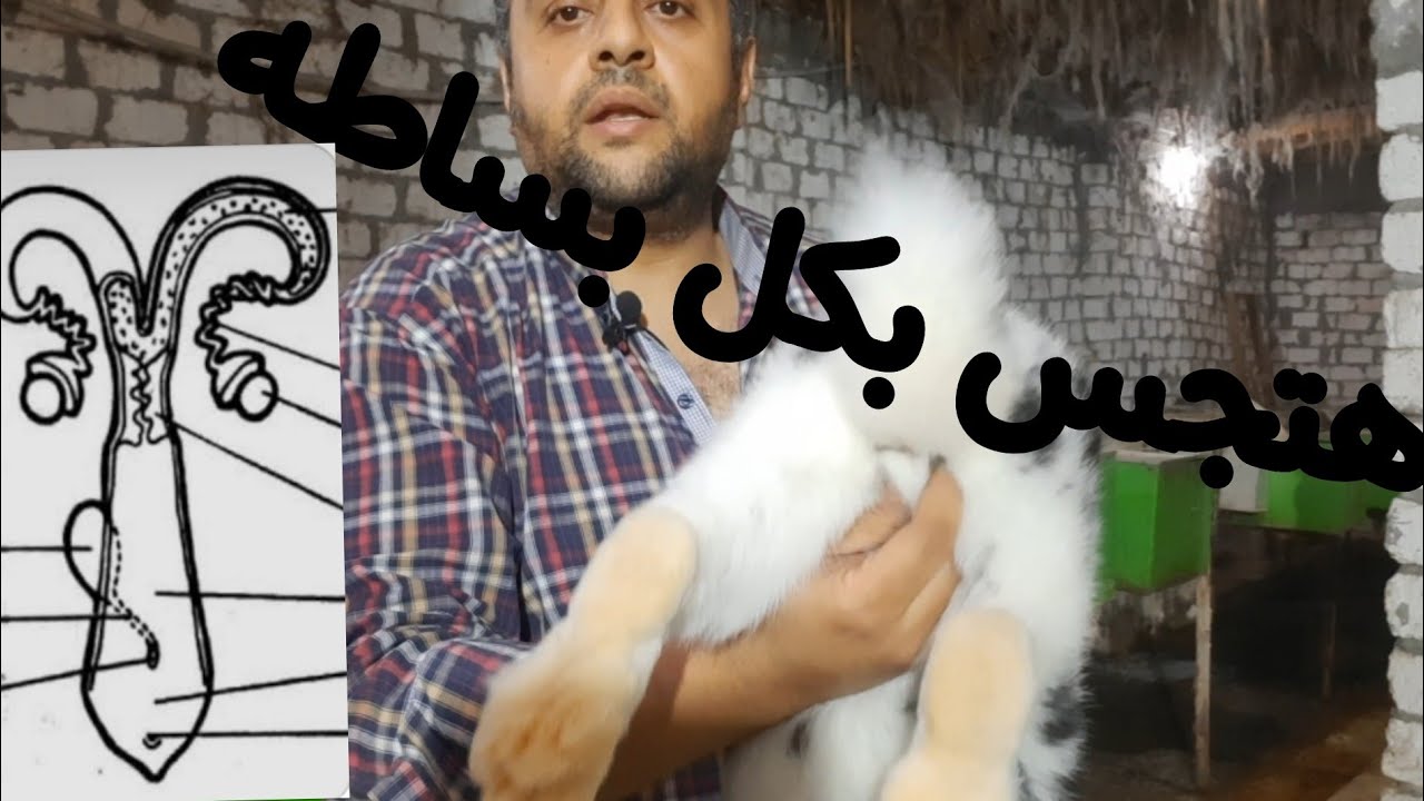 افضل طريقه لجس الارانب
