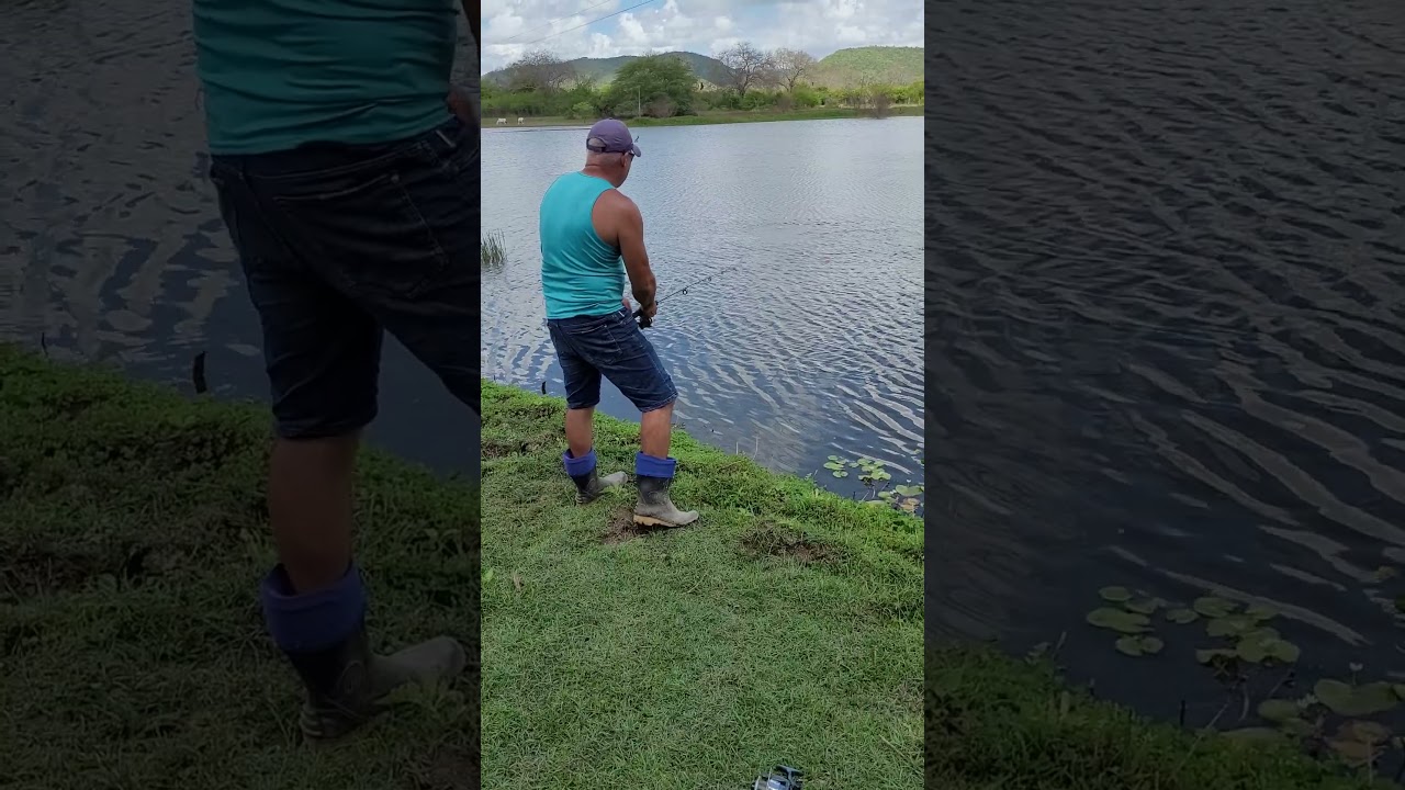 S&oacute; as bocudas, &oacute;tima pescaria de tra&iacute;ra 🎣 #fishing #tra&iacute;ra #pescaria #bocudas