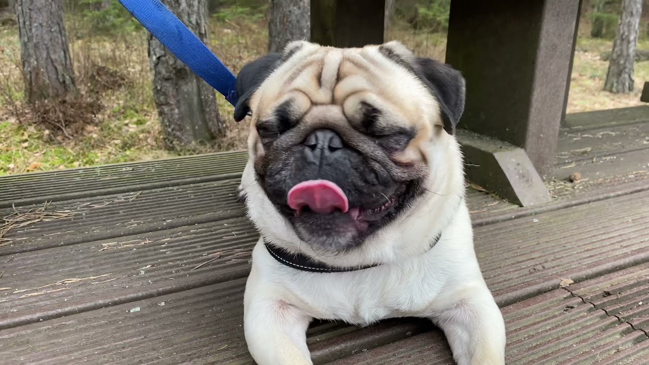 Wady i zalety posiadania psa rasy mops/ Pros and cons of owning a pug dog 🐶