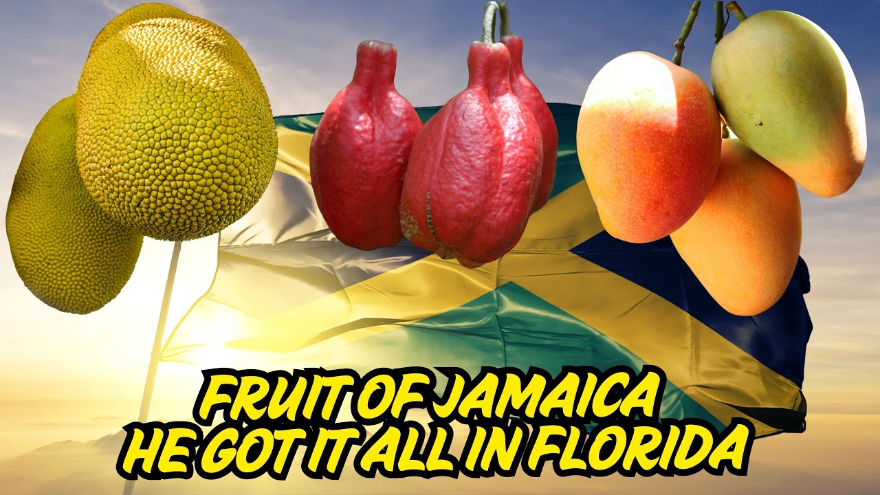 Jamaica Farms Bringing Caribbean Fruits to South Florida