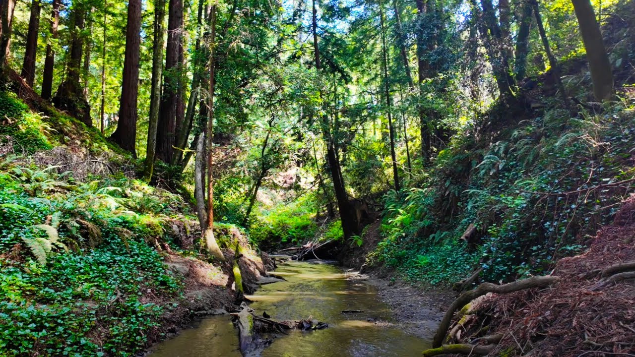 Relaxing Nature Sounds - Forest River, Birds Chirping, White Noise, Sleep, Study, Meditation