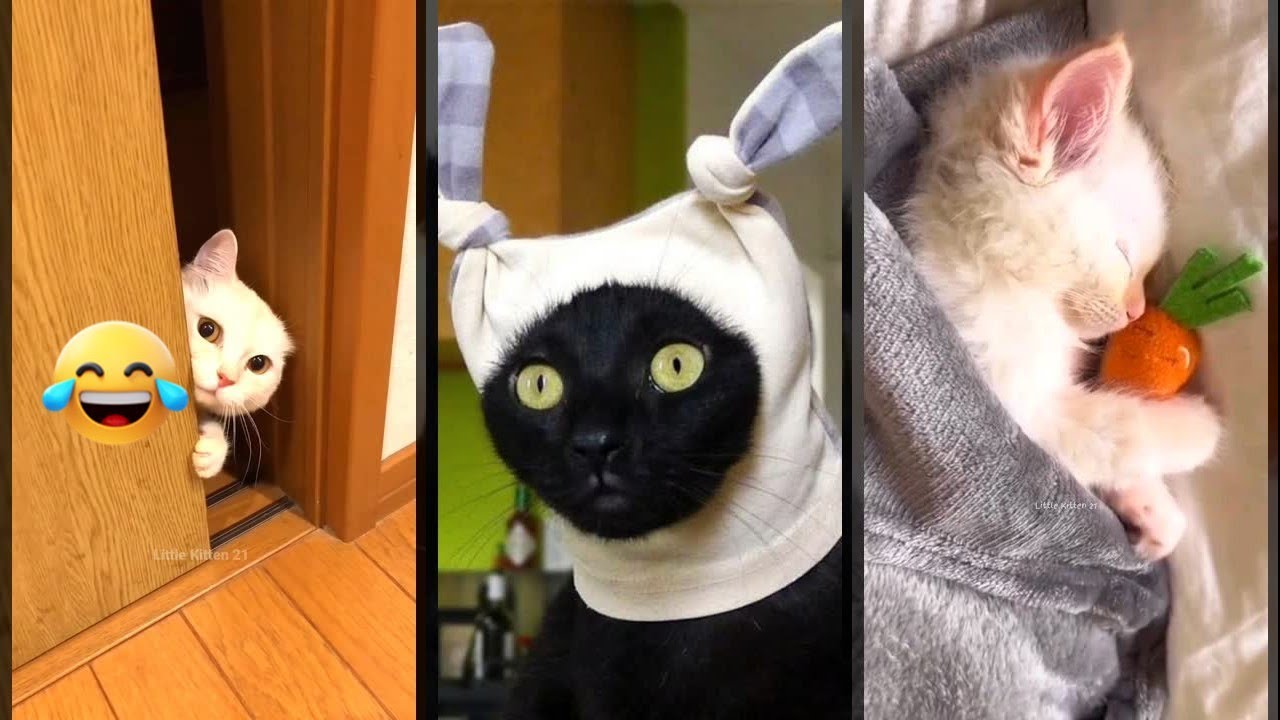 Cat videos 🐈‍⬛ Try not To laugh ❤️ #FunnyCats Episode 9373