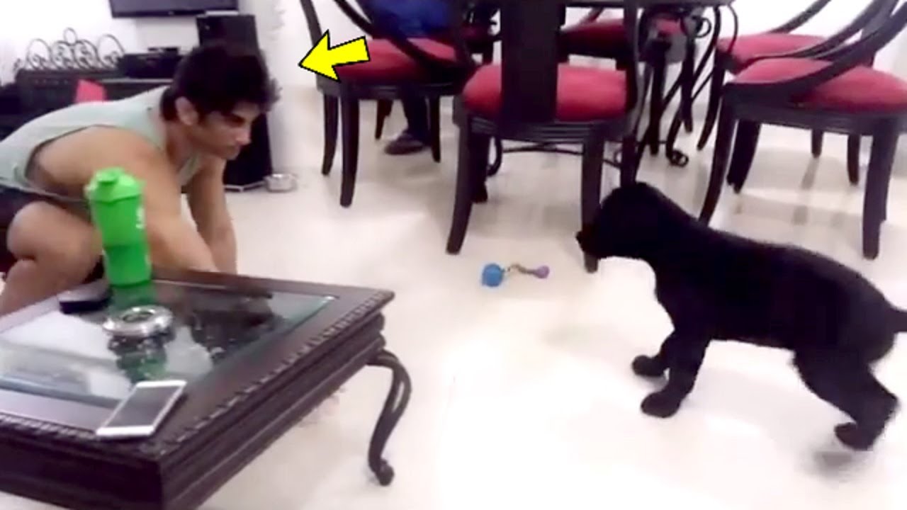 Sushant Singh Rajput Playing With His Dog Fudge In June 2016 | Video By Niece Mallika Singh Rajput!