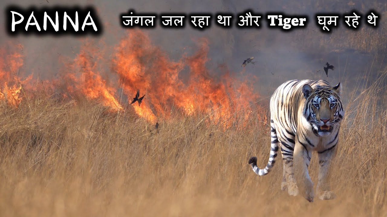 PANNA Tiger Reserve | जंगल जल रहा था और Tiger  घूम रहे थे