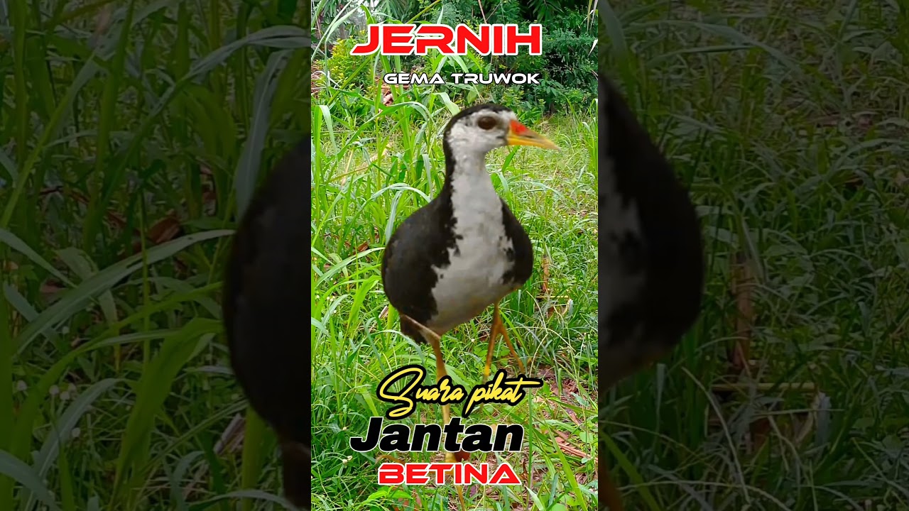SUARA PIKAT RUAK RUAK JANTAN DAN BETINA AMPUH #youtubeshorts #videoshorts