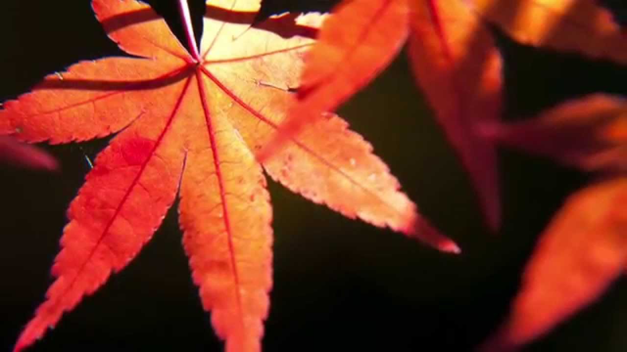 天地真理 ☆ 遠い夏