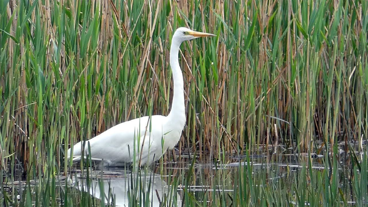 Great White Egret in the Reedbeds at Ham Wall Nature Reserve