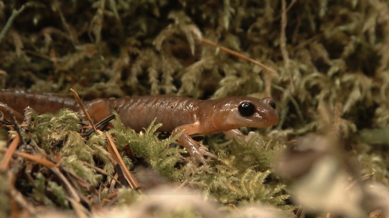Attracting Wildlife To Your Water Garden