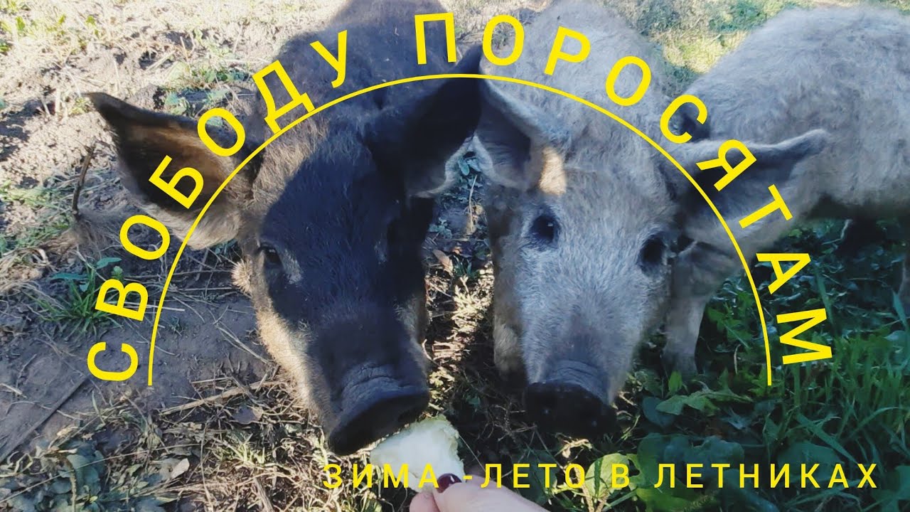 Выпустили поросят на свободный выгул. Жизнь в деревне.  Венгерская мангалица. 