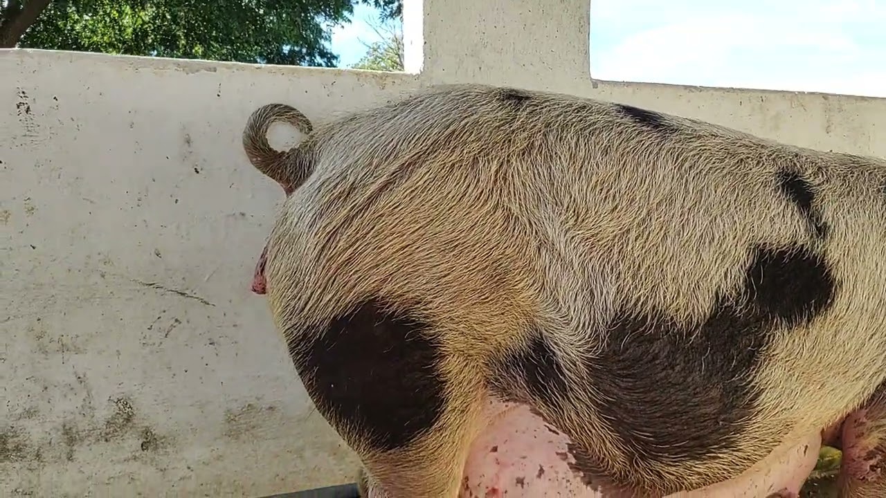 Dica infalível, como saber se minha Porca está próximo do parto