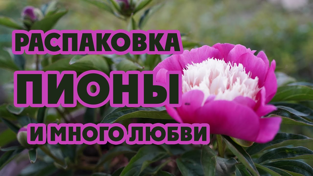 Пионы. Распаковка. Посылки с теплом.