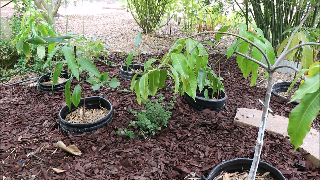 New High Density Mango Seedling Area - AZ 9B