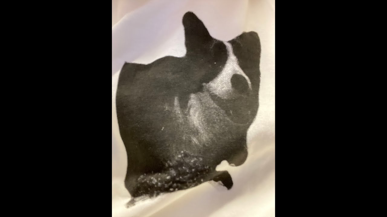 コタロウ推しT！！うちに来てから一年！！みんなに愛されたボーダーコリーコタロウです！！