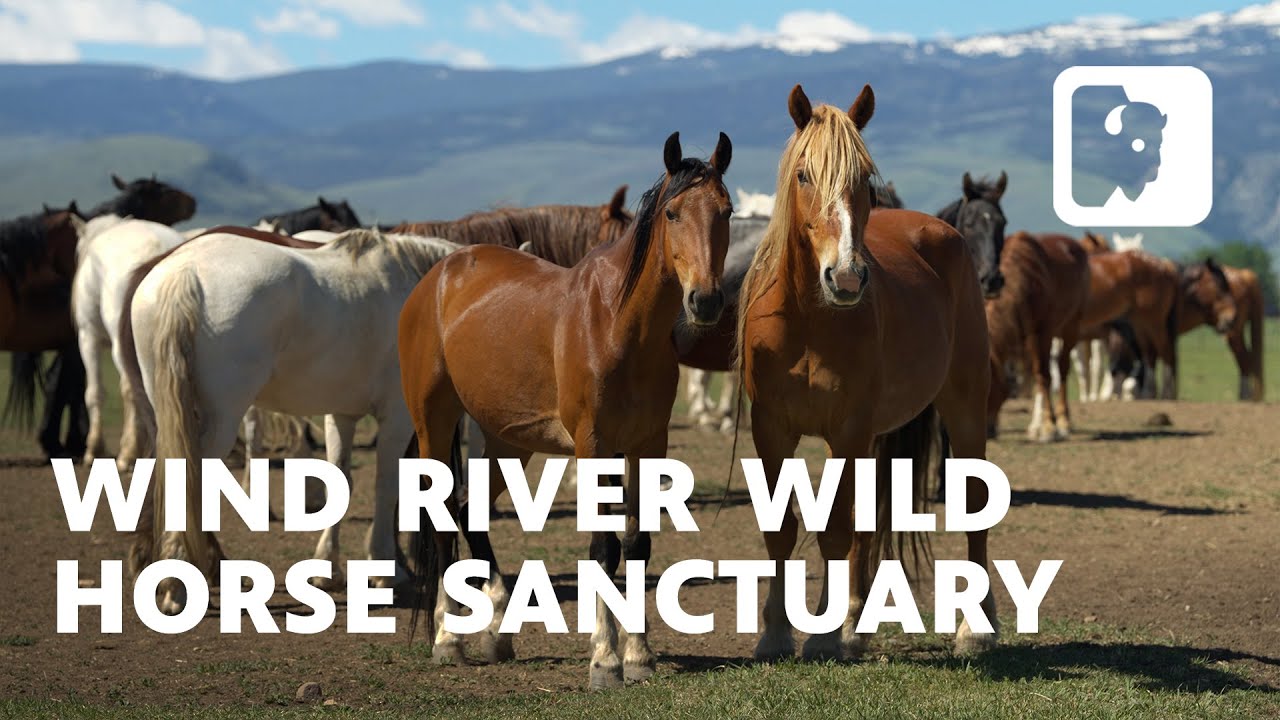 This wild horse haven is run by unexpected advocates: a family of cattle ranchers