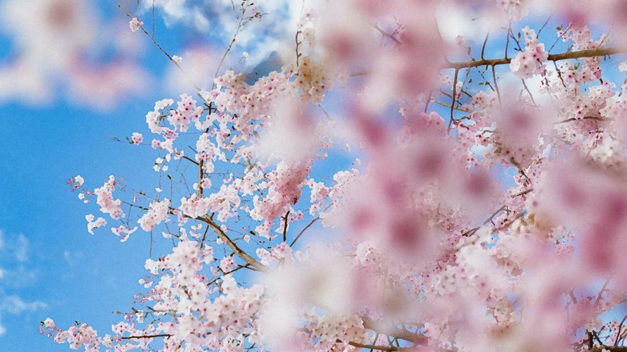 Tv Screensaver -Tv Art - Spring Pink Flowers - No sound -2 Hour