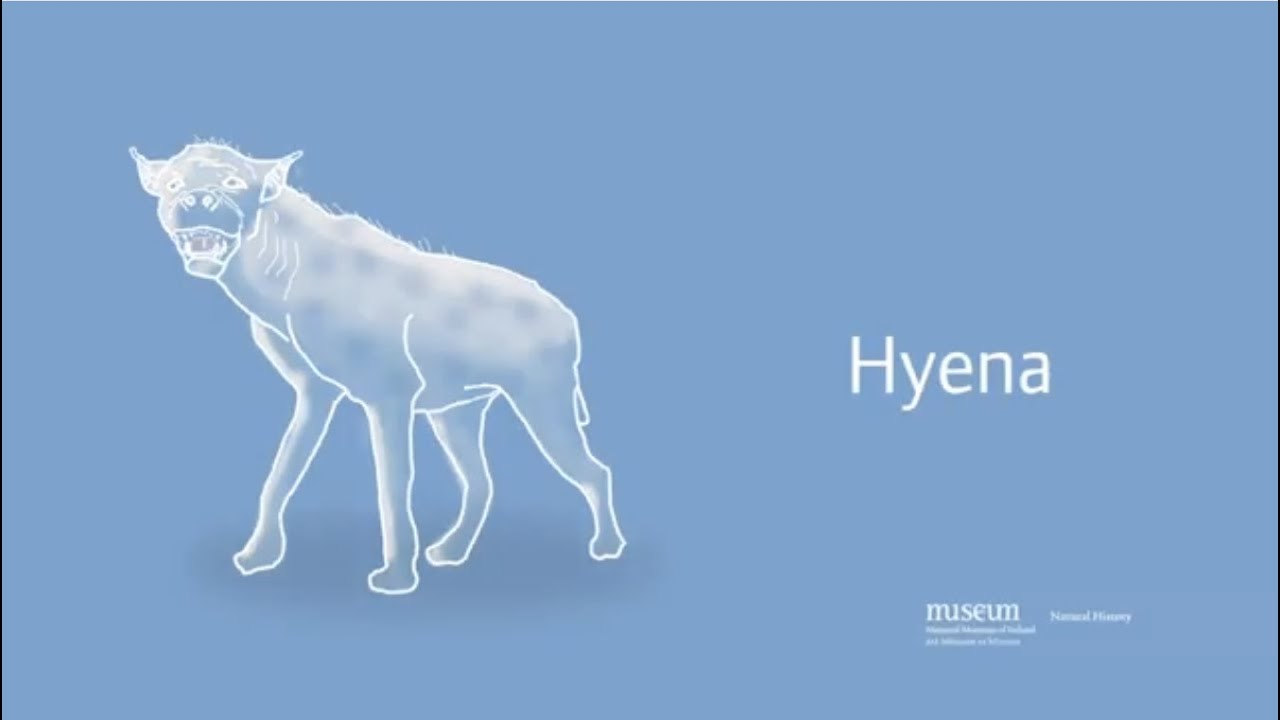 How the Spotted Hyena went Extinct in Ireland