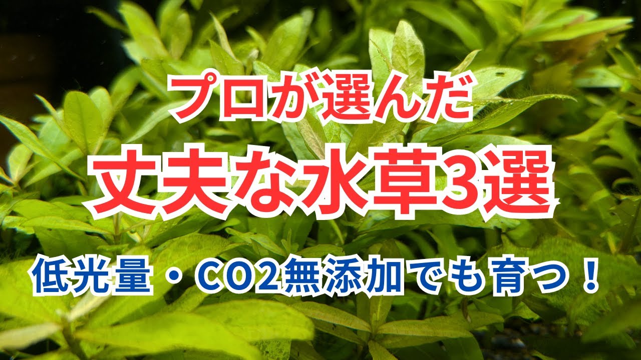 【プロが選んだ丈夫な水草3選】低光量、CO2無添加でも育つ初心者向けの水草 おまけでアヌビアスの話もしてます！