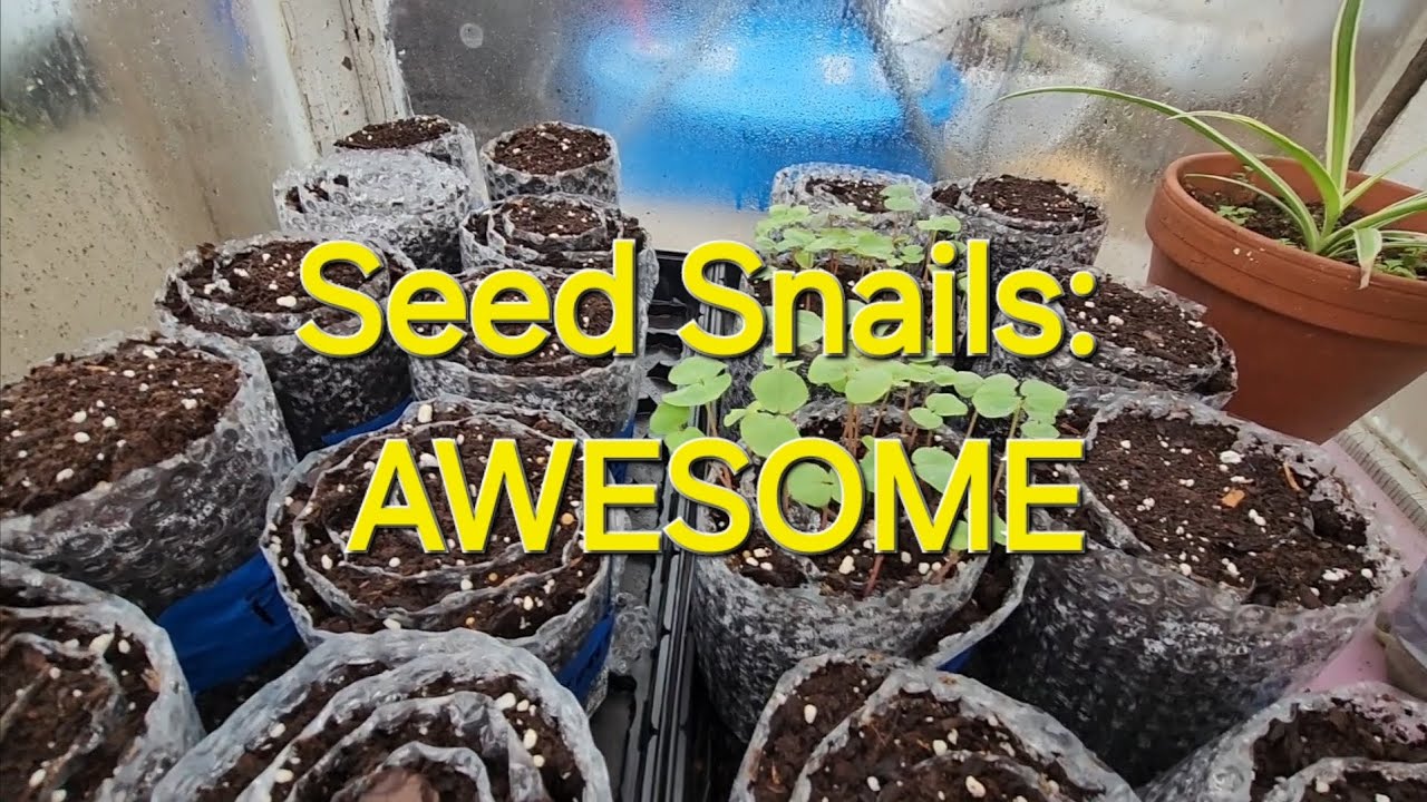 Seed Snails: AWESOME